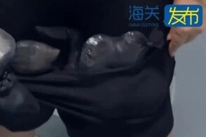 近日文锦渡海关查获两名进境旅客绑藏外来物种活体侏儒侧颈龟68只文锦...