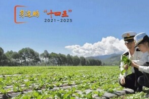 清晨青海省互助土族自治县的出口蔬菜种植基地里罗马生菜豌豆尖羽衣甘蓝...