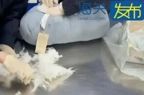 近日长沙邮局海关在一个申报为枕头的进境邮件中查获用试管装着的活体蚂...