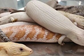 近日皇岗海关在福田口岸查获一名进境旅客携带蜥蜴10只皇岗海关关员在...