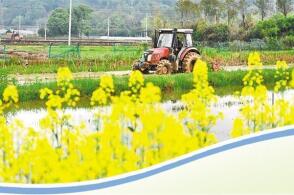 浙江省金华市武义县王宅镇仁村的农民正在驾驶农机翻耕水田张建成摄新华...