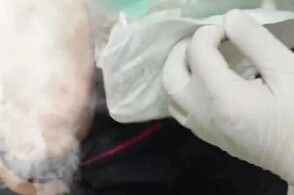 近日罗湖海关在进境旅客身穿的纸尿裤内查获氯胺酮3袋净重29克海关关...