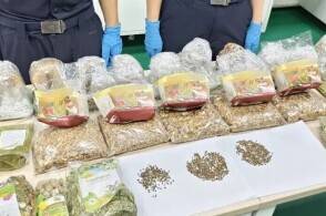 近日广州海关在进境寄递渠道查获1批大麻种子总数超500粒重29克广...