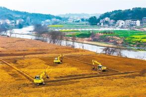 2月25日安徽省马鞍山市刘山村羊肚菌种植基地村民在采摘羊肚菌王文生...
