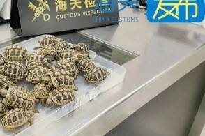 近日莲塘海关查获进境旅客人身绑藏濒危动物赫尔曼陆龟26只海关关员在...