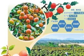 图为海南陵水惠盛农业荔枝基地及荔枝果龙超摄中经视觉清晨海南陵水黎族...