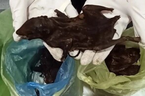 近日福州海关所属福州长乐机场海关在监管进境航班时发现一件托运行李图...