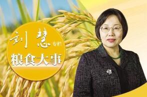 增产关乎国家粮食安全增收关系农民种粮收益二者能否兼顾十五五规划纲要...