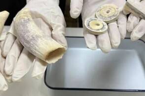9月2日南京海关所属金陵海关在进境邮寄渠道查获7件鲸目牙制品重38...