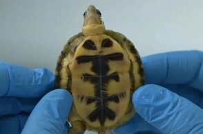 近日上海浦东国际机场海关关员在对进境航空器开展登临检查时于客舱夹缝...