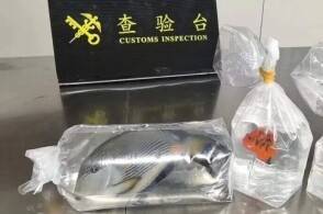 近日罗湖海关在旅检进境渠道查获一名旅客在背包和裤子口袋内藏匿活体鱼...