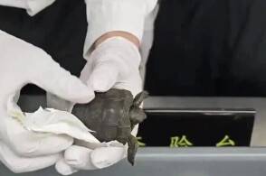 近日罗湖海关在旅检进境渠道连续查获2人携带活体濒危阿尔达布拉陆龟共...