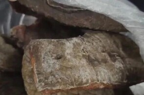 近日昆明海关所属瑞丽海关查获进境电动自行车夹藏象皮15109克瑞丽...