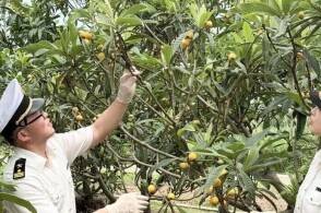 夏意渐浓太湖之滨的东山半岛上漫山的枇杷树已卸下了满枝金黄枝头重新舒...