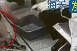 近日莲塘海关查获进境旅客人身绑藏濒危活体龟8只海关关员在旅检进境大...