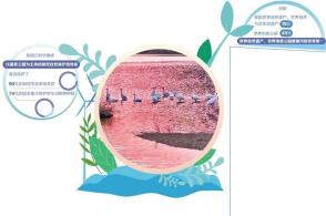 冬季的福建武夷山国家公园一群天鹅在一号风景道旁的水面栖息黄杰敏摄新...