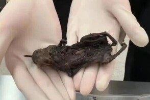 3月19日合肥海关所属合肥新桥机场海关在对入境航班进行监管时发现一...