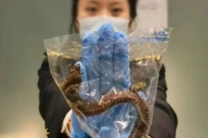 近日北京海关所属大兴机场海关在对入境航班监管时对3名入境的旅客实施...