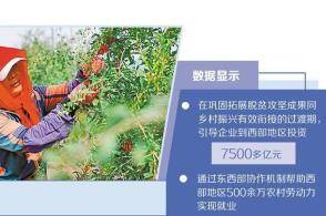宁夏百瑞源殷红子熟枸杞庄园的采摘工在枸杞地里采摘头茬枸杞新华社记者...