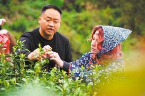 3月20日茶农在贵州省榕江县两汪乡采摘青白茶李长华摄中经视觉3月1...