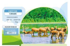位于天津市宁河区的七里海湿地自然保护区内成群的麋鹿在绿野间悠然栖息...