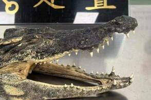 近日昆明海关所属勐腊海关查获濒危动物制品鳄鱼头1个勐腊海关关员在磨...
