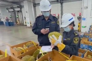 广州口岸迎来今年首批海运直航进口鲜榴莲4月14日20时许约50吨泰...