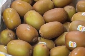 今年首船新西兰猕猴桃运抵上海3月30日2026年新西兰佳沛公司发往...